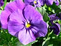 Purple pansy flower