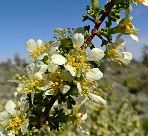 Purshia glandulosa 5.jpg