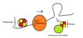 RNA Polymerase II Transcription