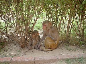 Rhesus Macaques