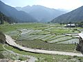 Rice Cultivaiton in Leepa AJK