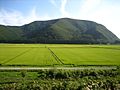 Rice Paddies In Aizu, Japan