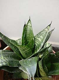 Sansevieria trifasciata 1