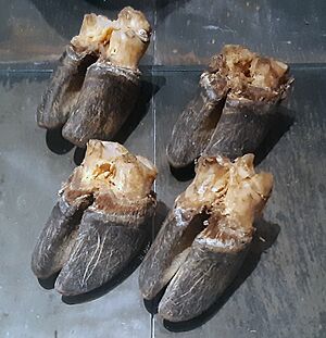 Saola hooves