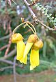 Sophora-microphylla-flowers