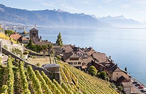 St-Saphorin (Lavaux)