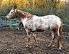 Standing Apaloosa.jpg