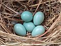 Starling eggs