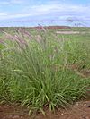 Starr 040217-0077 Pennisetum setaceum.jpg