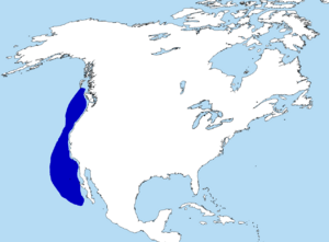 Synthliboramphus hypoleucus range map.png