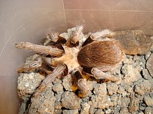 Texas Brown Tarantula.jpg