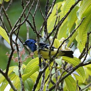 Turquoise Tanager (5614386335)