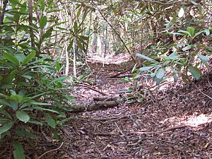 Unicoi Turnpike Great Indian Warpath