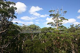 Valley of the giants skywalk