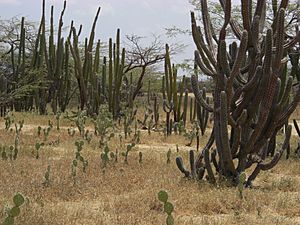 Vejetación Guajira - panoramio