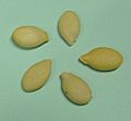 Winter melon seed