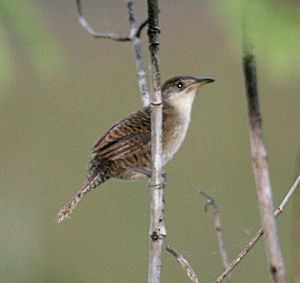 Zapata Wren.jpg