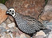 072 - MONTEZUMA QUAIL (8-20-2014) 78 circulo montana, patagonia lake ranch estates, scc, az -01 (14805362757).jpg