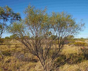 Acacia ancistrocarpa habitus.jpg