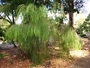 Acacia cognata (ANBG)