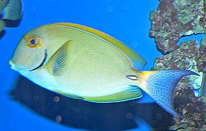 Acanthurus dussumieri 1.jpg