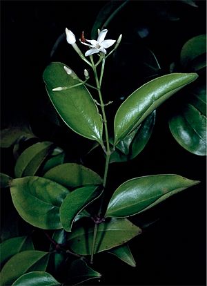 Acronychia pauciflora.jpg