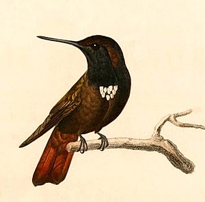 Aglaeactis pamela 1847.jpg