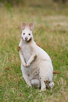 Albino Macropus rufogriseus rufogriseus