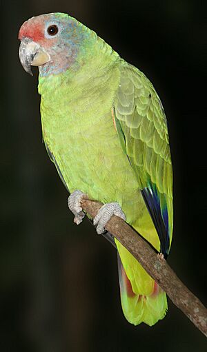 Amazona brasiliensis 001 1280.jpg