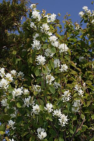 Amelanchier alnifolia 6441