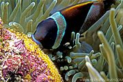 Amphiprion latezonatus, embriones