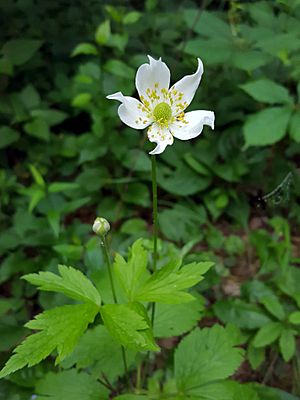 Anemone virginiana var. virginiana (1).jpg