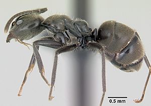 Anonychomyrma gilberti casent0069883 profile 1