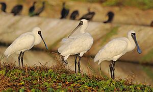 Aogu Wetlands and Forest Part Yi-Cheng, Chen 555593995 - 4