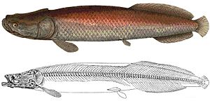 Arapaima agassizii.jpg