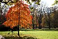 Baden-Baden-Lichtentaler Allee-394-Herbst-Cornaceae-Nyssa sylvatica-Tupelobaum-2014-gje