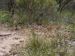 Barbed-wire grass (3211604887).jpg