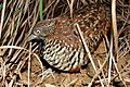 Barred buttonquail Nandihills 18July2006bngbirds