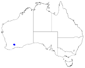 Boronia westringioides DistMap131.png