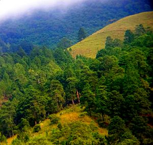 Bosque de pino