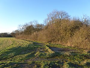 Bowd Lane Wood 1.jpg