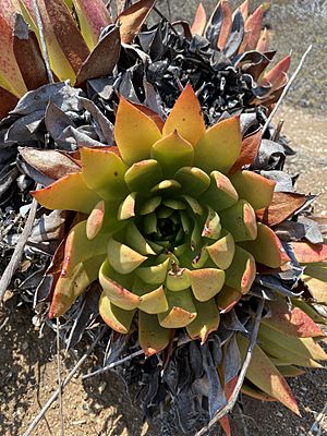 Britton's Dudleya Green 3