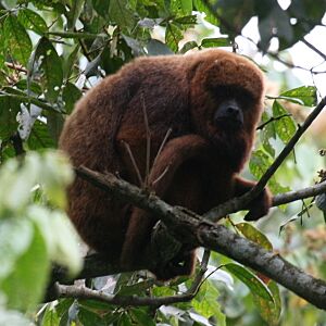 Brown Howler Monkey 4.jpg