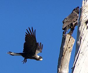 Calyptorhynchus latirostris Carnaby gnangarra