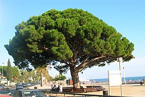 Cambrils Pi Rodo pinus pinea