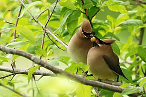 Cedar waxwing Courtship