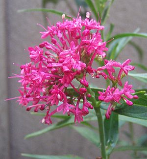 Centranthus ruber 1