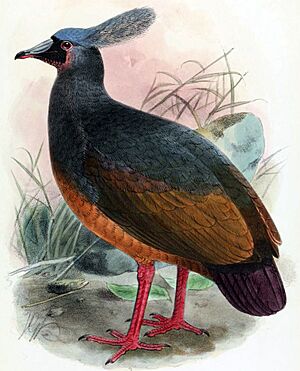 Choiseul Crested Pigeon.jpg