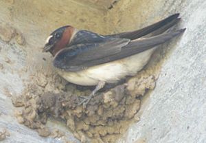 Cliff Swallow Santa Cruz