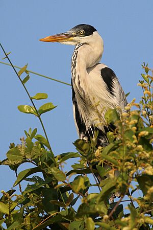 Cocoi heron (Ardea cocoi) Pantanal.JPG